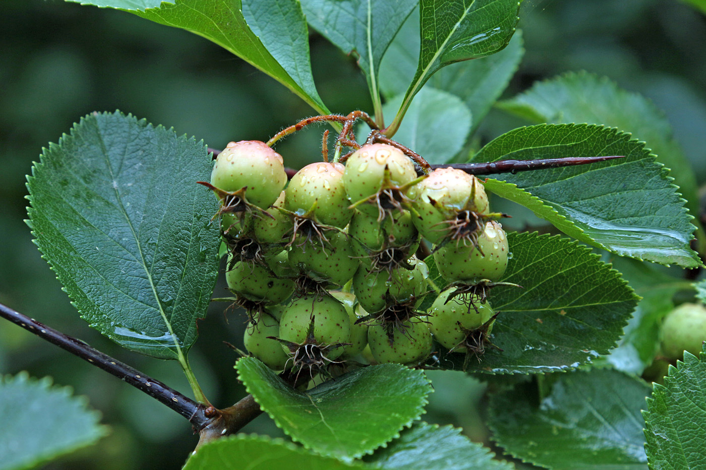 Image of Crataegus macracantha specimen.