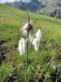 Eriophorum angustifolium. Верхушка плодоносящего растения. Кабардино-Балкария, Эльбрусский р-н, долина р. Ирикчат, ок. 2700 м н.у.м., заболоченный луг. 06.08.2018.