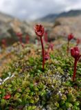 Diapensia obovata. Отцветшее растение. Чукотка, Шмидтовский р-н, Пегтымельский хр., подножье г. Недоступной. 24.07.2014.