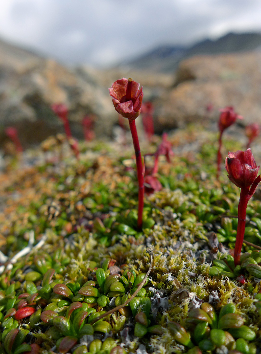Image of Diapensia obovata specimen.