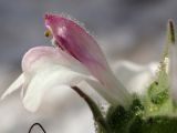 Bellardia trixago