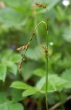 Carex macroura