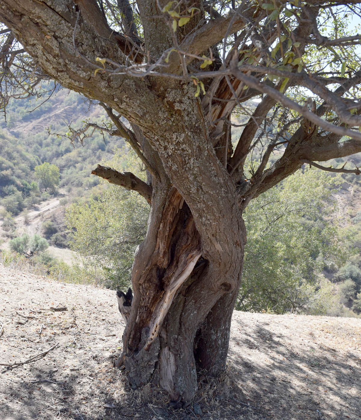 Image of Prunus cerasifera specimen.