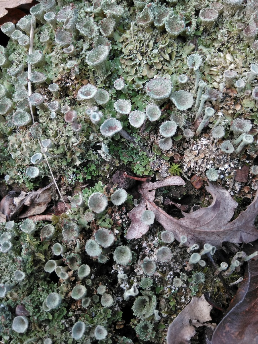 Изображение особи род Cladonia.