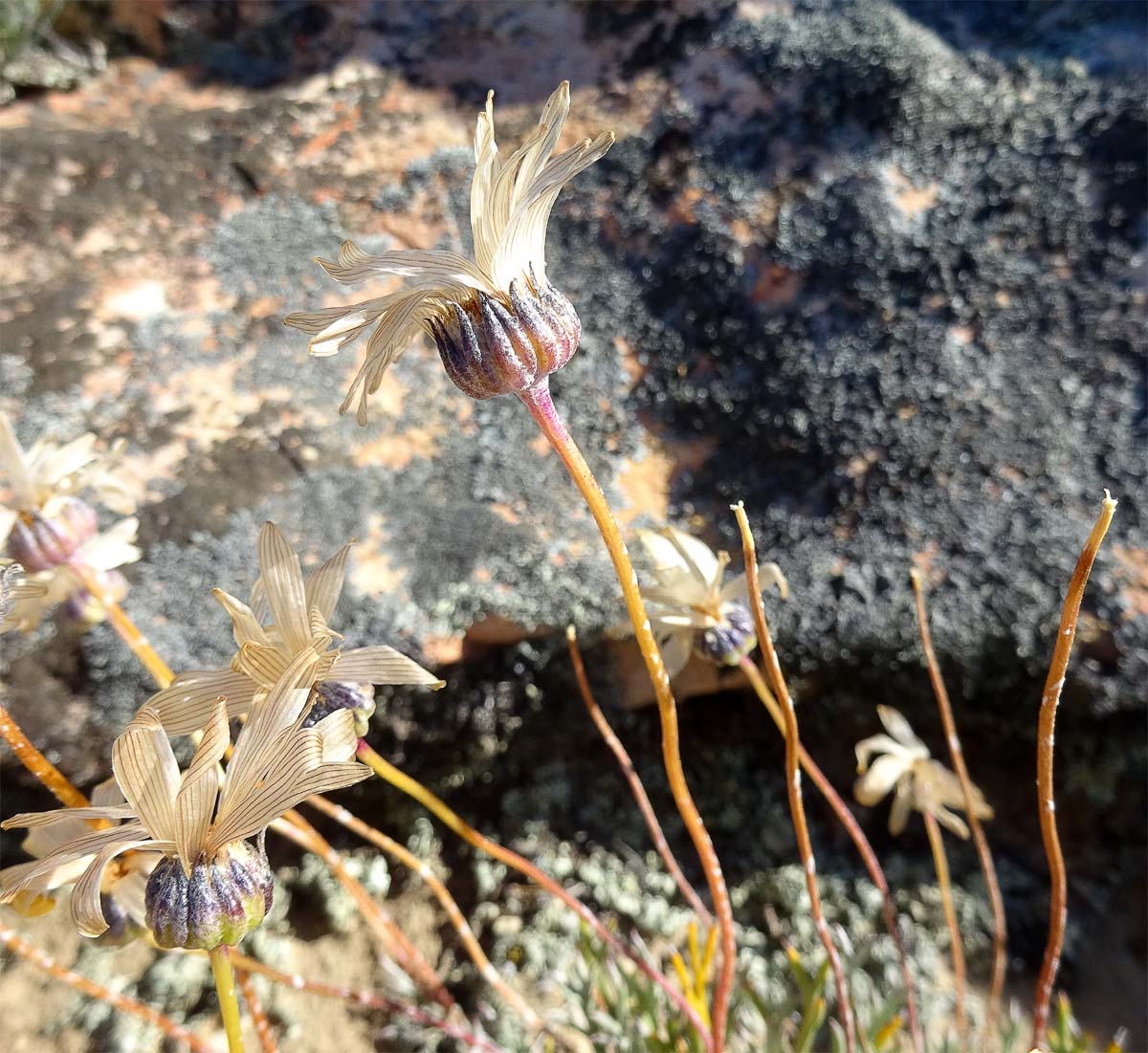 Image of Euryops othonnoides specimen.