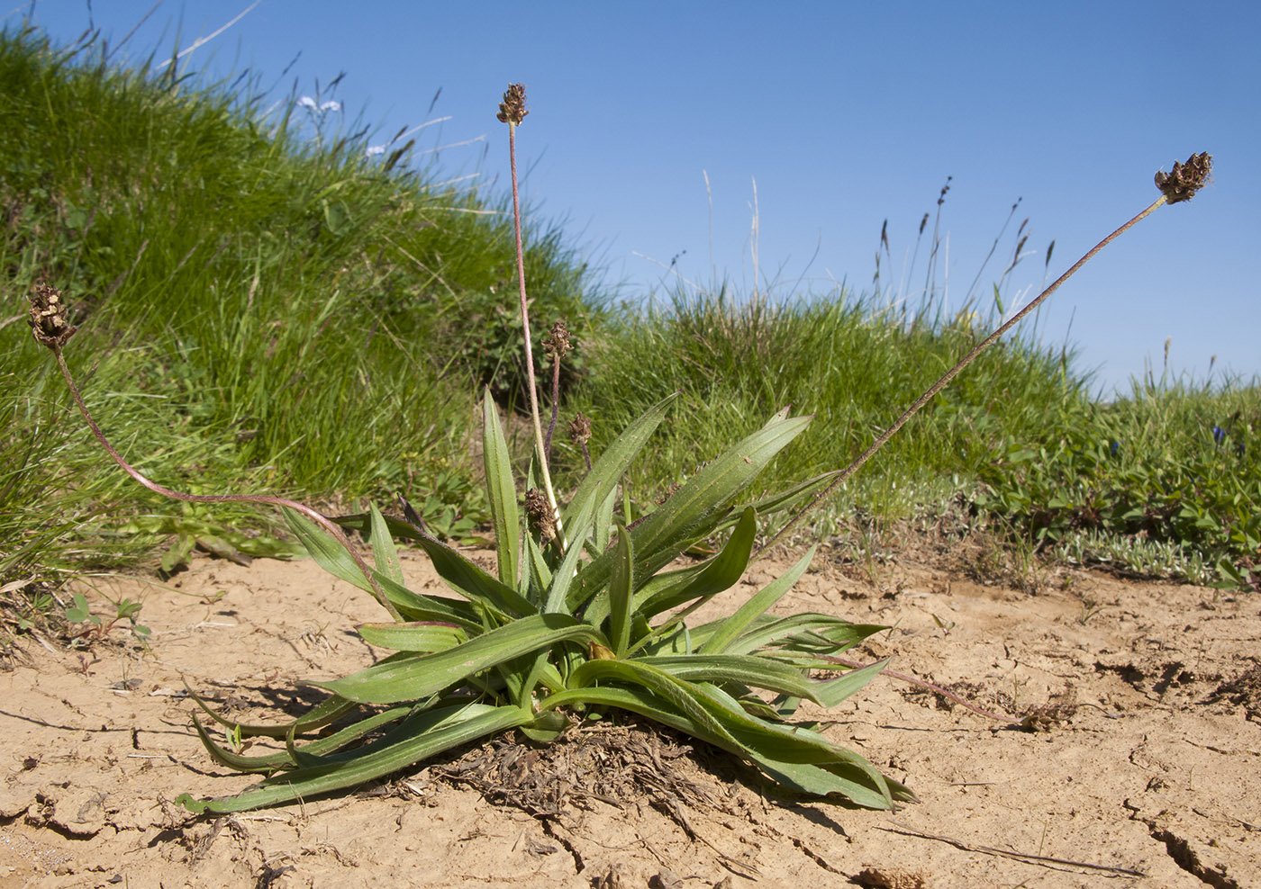 Изображение особи Plantago atrata.