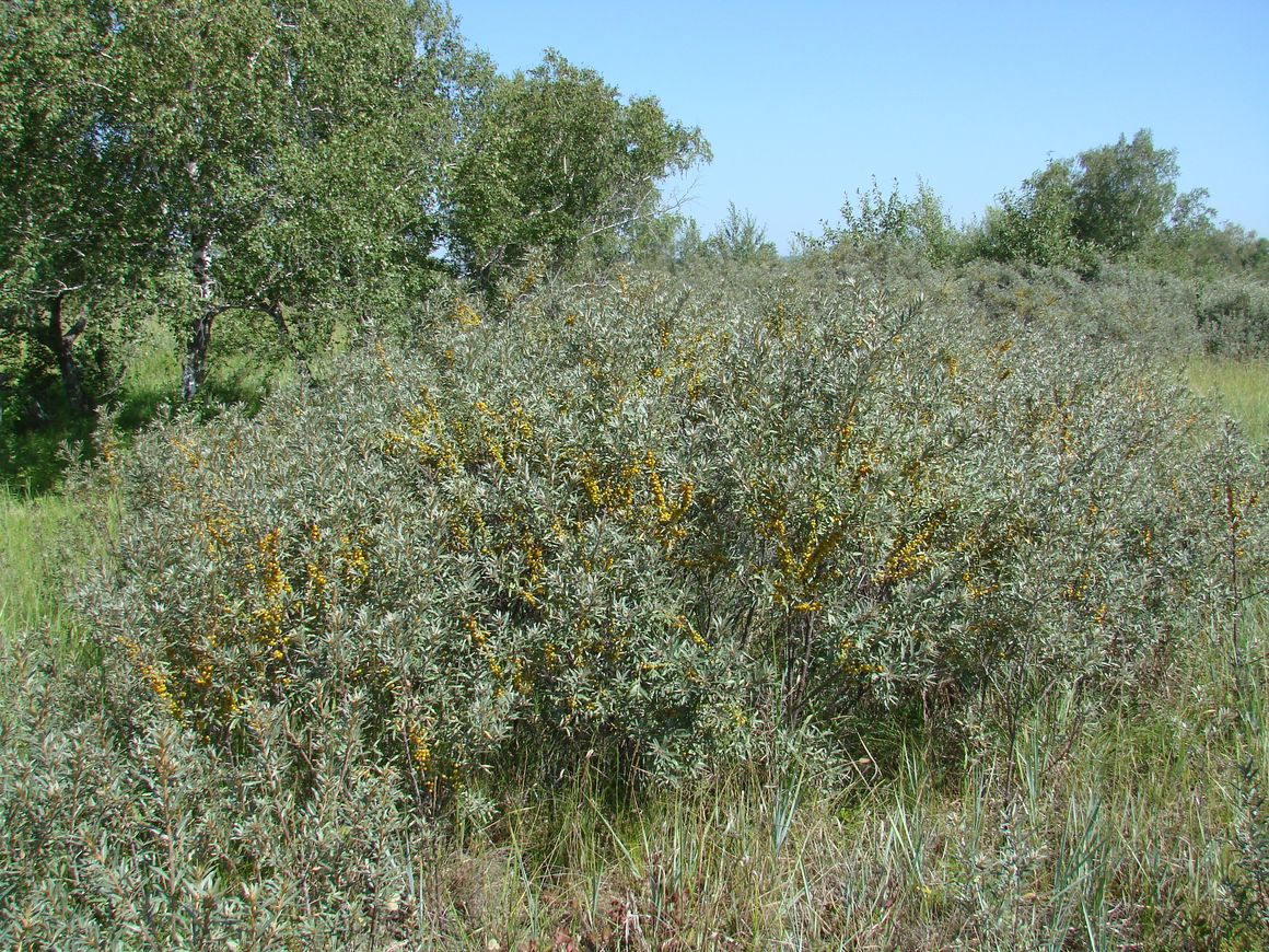 Изображение особи Hippophae rhamnoides.