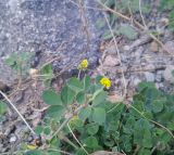 genus Medicago