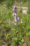 Campanula rapunculoides. Цветущее растение. Ленинградская обл., Волосовский р-н, разнотравно-злаковый суходольный луг на известняке. 14.07.2018.