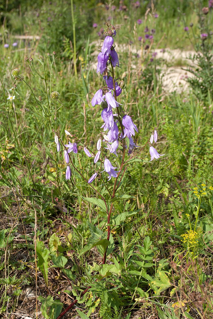 Изображение особи Campanula rapunculoides.