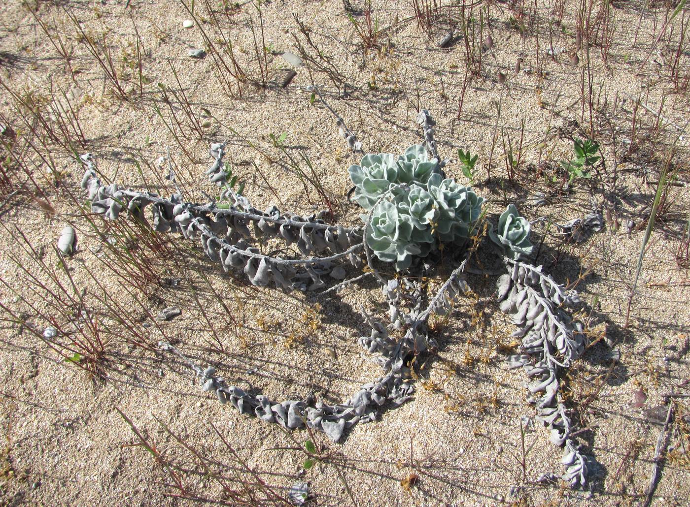 Image of Convolvulus persicus specimen.