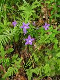 Campanula abietina. Растения с цветками и завязавшимися плодами. Украина, Закарпатская обл., Раховский р-н, окр. с. Косовская Поляна, у дороги в буково-еловом лесу. 1 июля 2010 г.