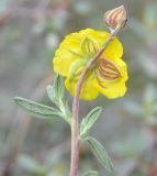 Helianthemum stipulatum