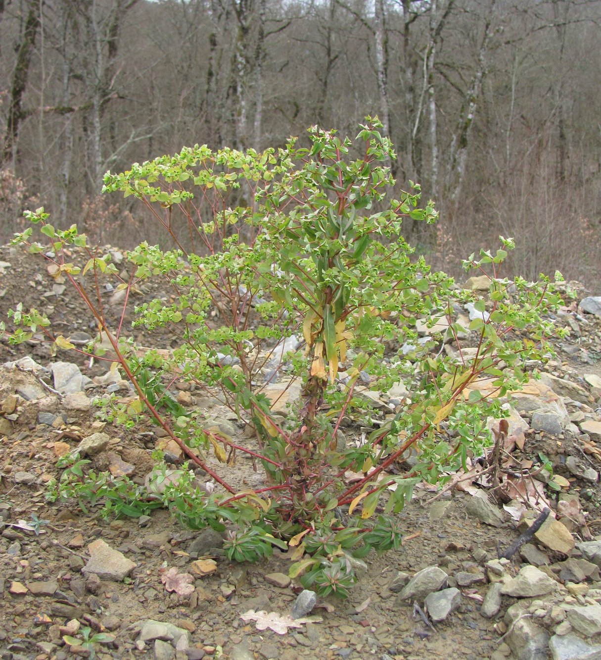 Image of Euphorbia stricta specimen.