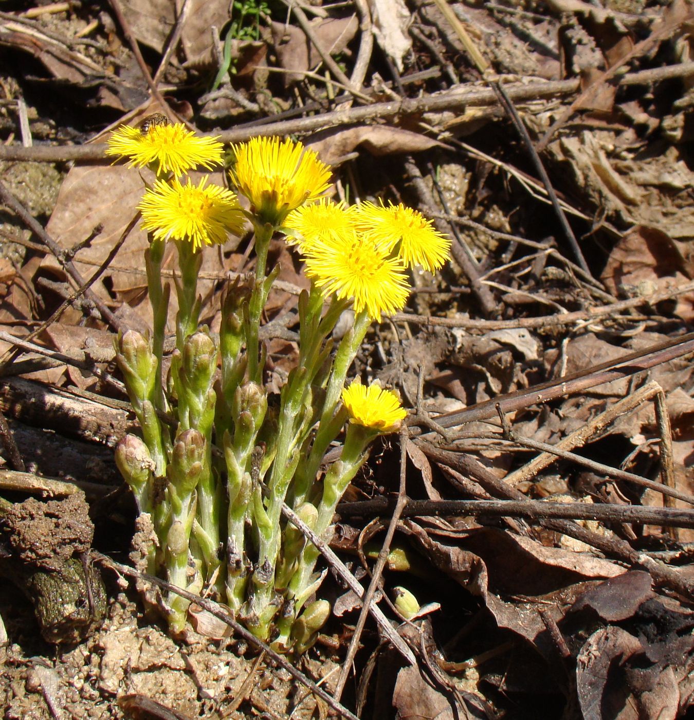 Image of Tussilago farfara specimen.