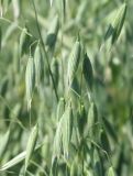 Avena sativa