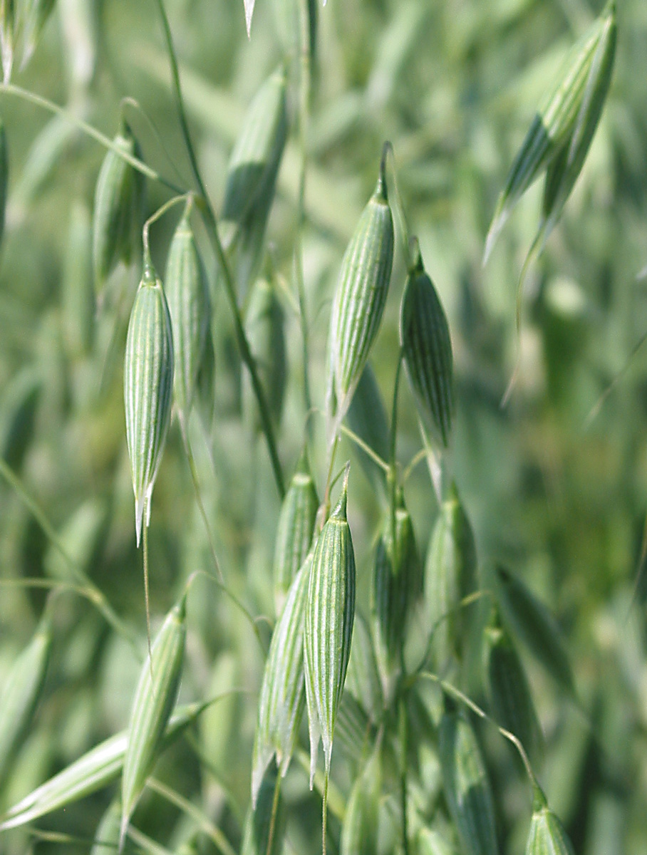 Image of Avena sativa specimen.