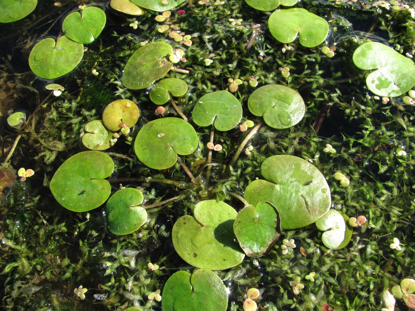 Изображение особи Hydrocharis morsus-ranae.