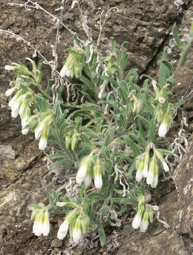 Image of Onosma guberlinensis specimen.