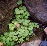 Cardamine amara. Вегетирующие растения. Пермский край, Лысьвинский р-н, окр. с. Кын, берег р. Кын. 23.09.2018.