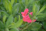 genus Rhododendron