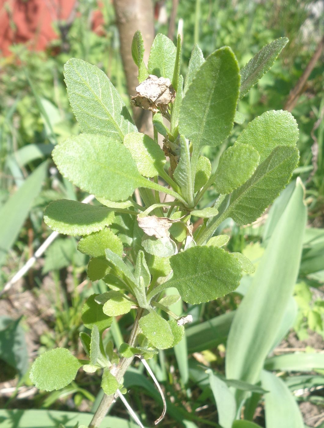 Изображение особи Pyrethrum balsamita.
