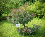 Cotinus coggygria. Вегетирующее растение ('Royal Purple'). Кировская обл., г. Киров, Ботанический сад Вятского государственного университета, в культуре. 07.07.2018.