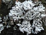 Physcia biziana