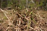 Lathyrus vernus