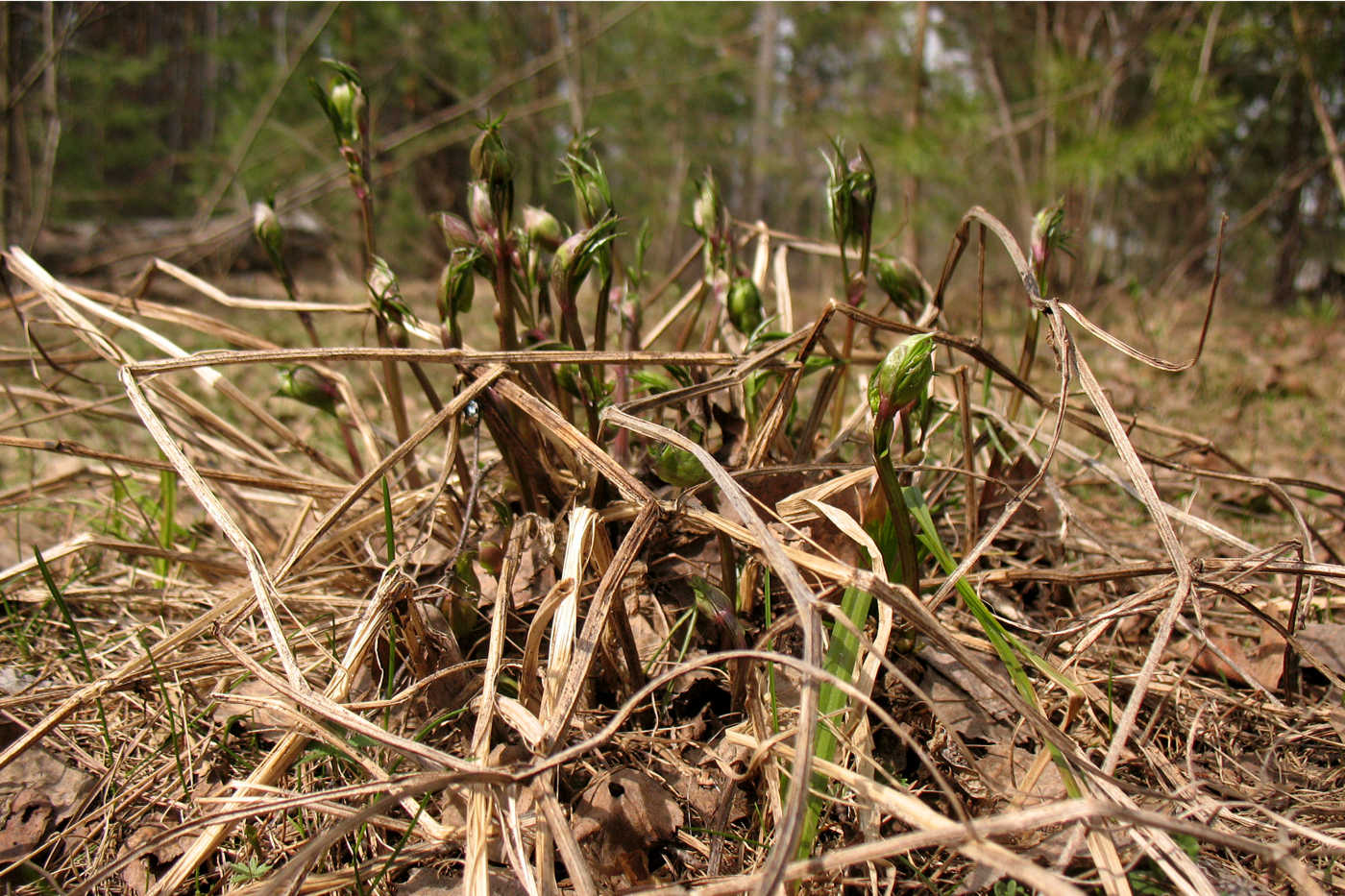 Изображение особи Lathyrus vernus.