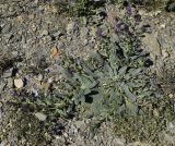 Echium plantagineum. Цветущее растение. Испания, Каталония, пров. Жирона, комарка Альт Эмпорда, муниципалитет Кадакес, мыс Креус, окр. маяка Far de cap de Creus, щебнистый склон. 01.05.2019.