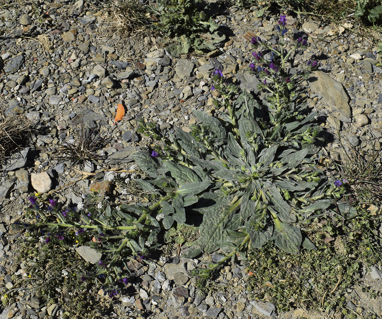 Изображение особи Echium plantagineum.