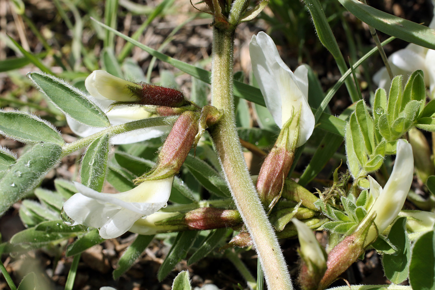 Изображение особи Astragalus nucifer.