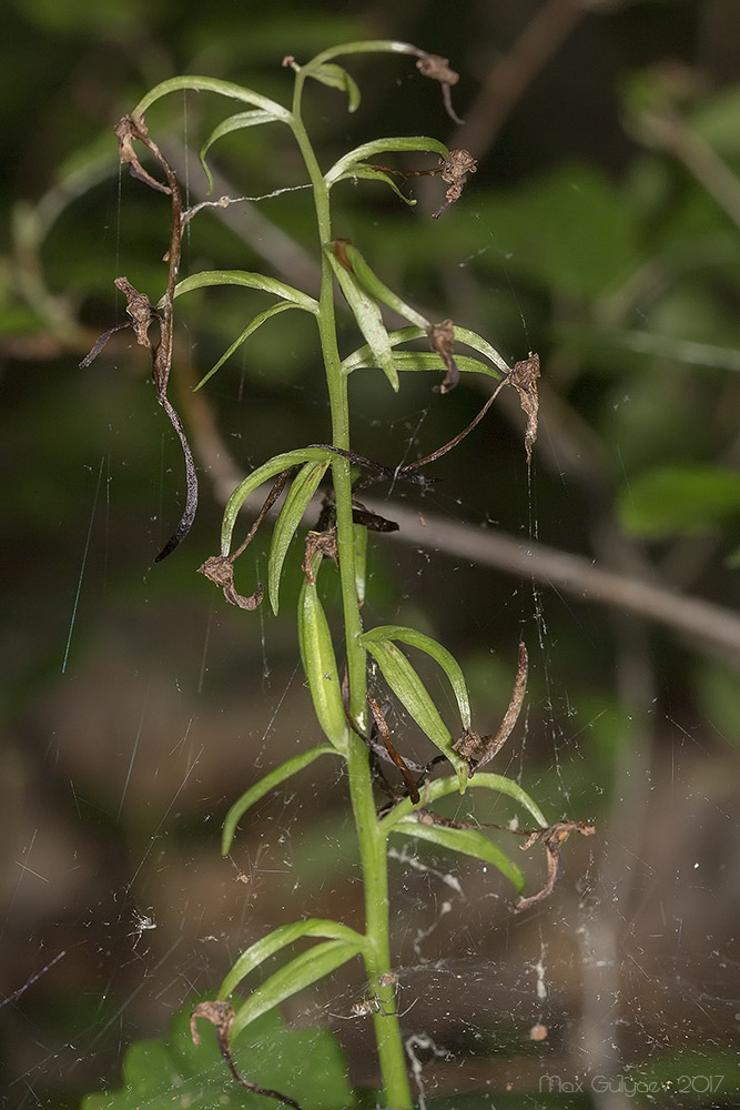 Изображение особи Platanthera chlorantha.