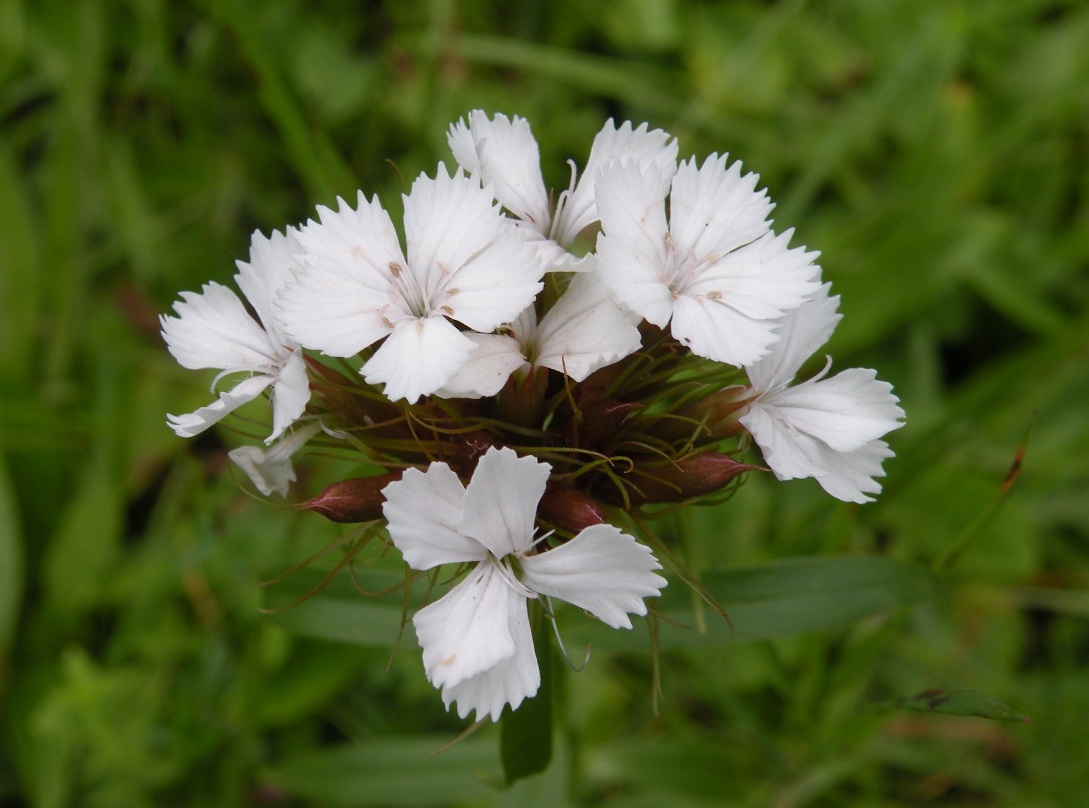 Изображение особи Dianthus commutatus.