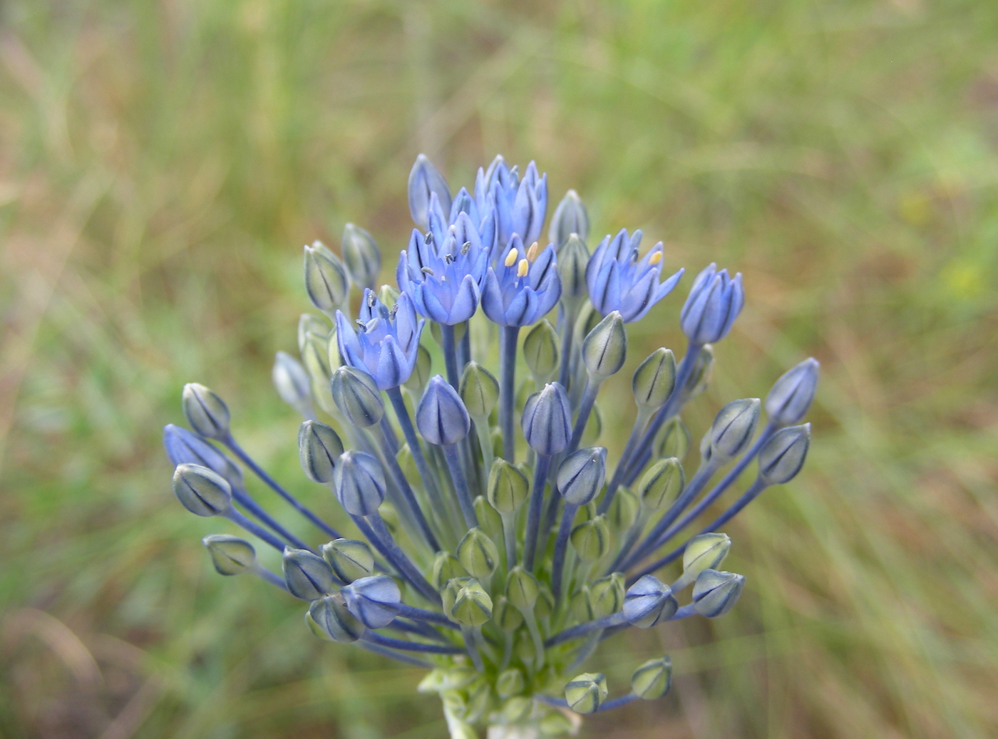 Image of Allium caesium specimen.