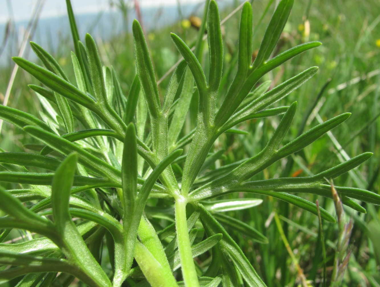 Изображение особи семейство Ranunculaceae.