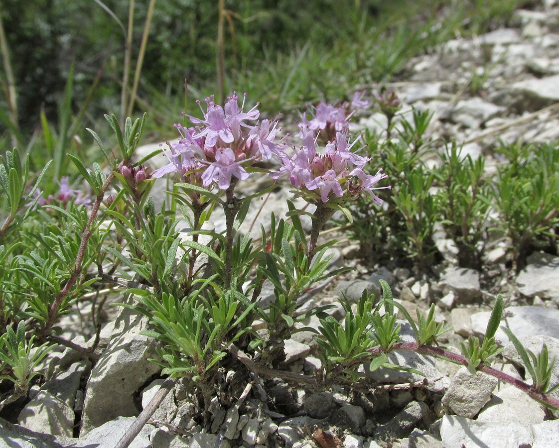 Изображение особи Thymus daghestanicus.