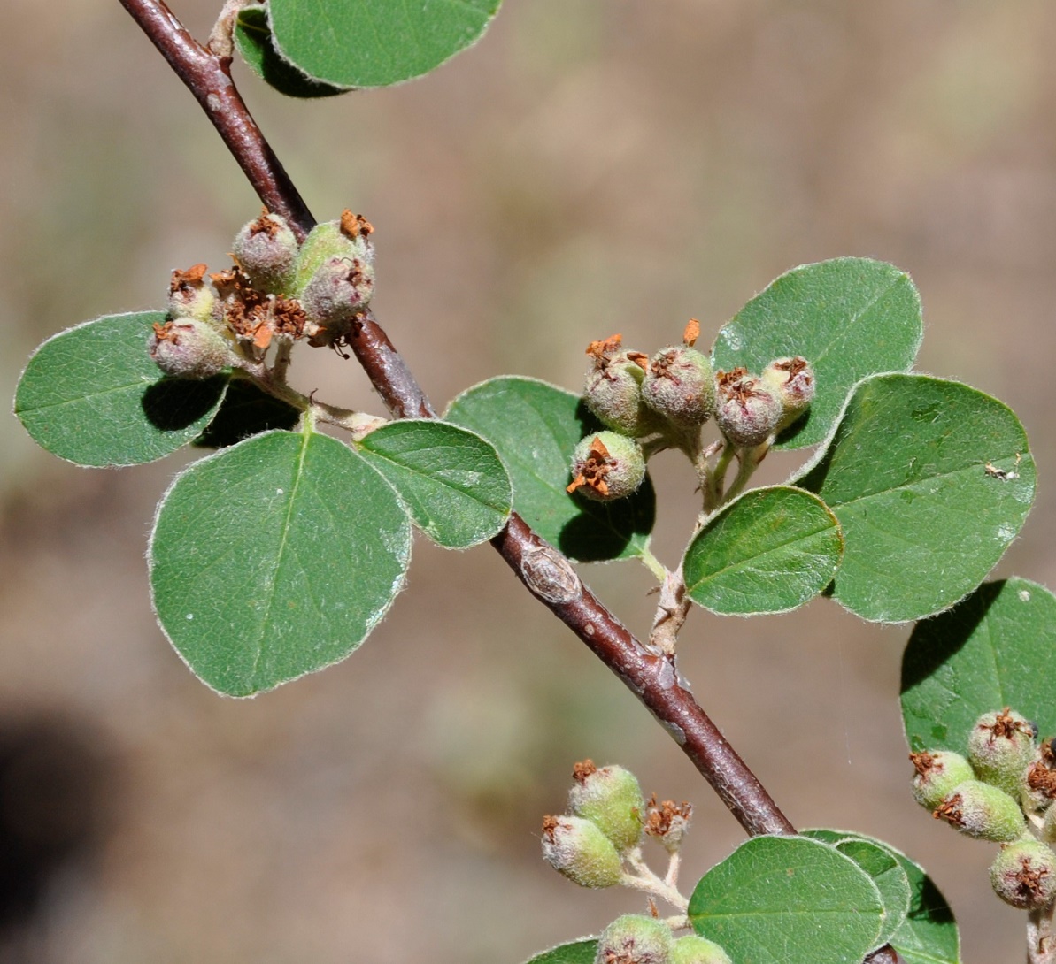 Image of Cotoneaster nummularius specimen.