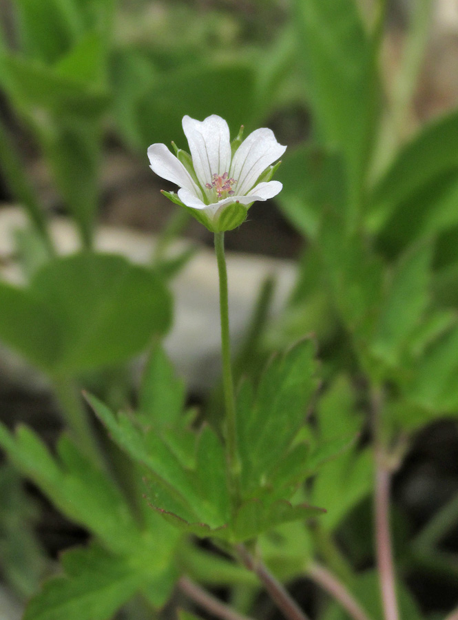 Изображение особи Geranium sibiricum.