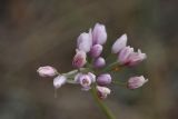 Allium tenuissimum. Соцветие. Иркутская обл., Ольхонский р-н, окр. с. Сахюрта, Тутайский залив оз. Байкал, береговой склон, степь. 13.07.2019.