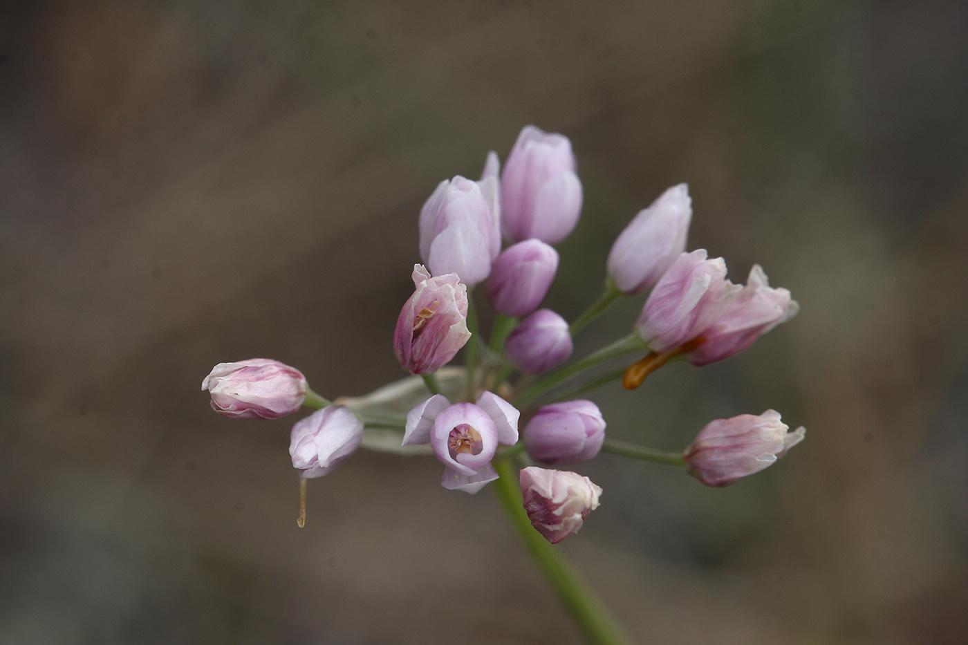 Image of Allium tenuissimum specimen.