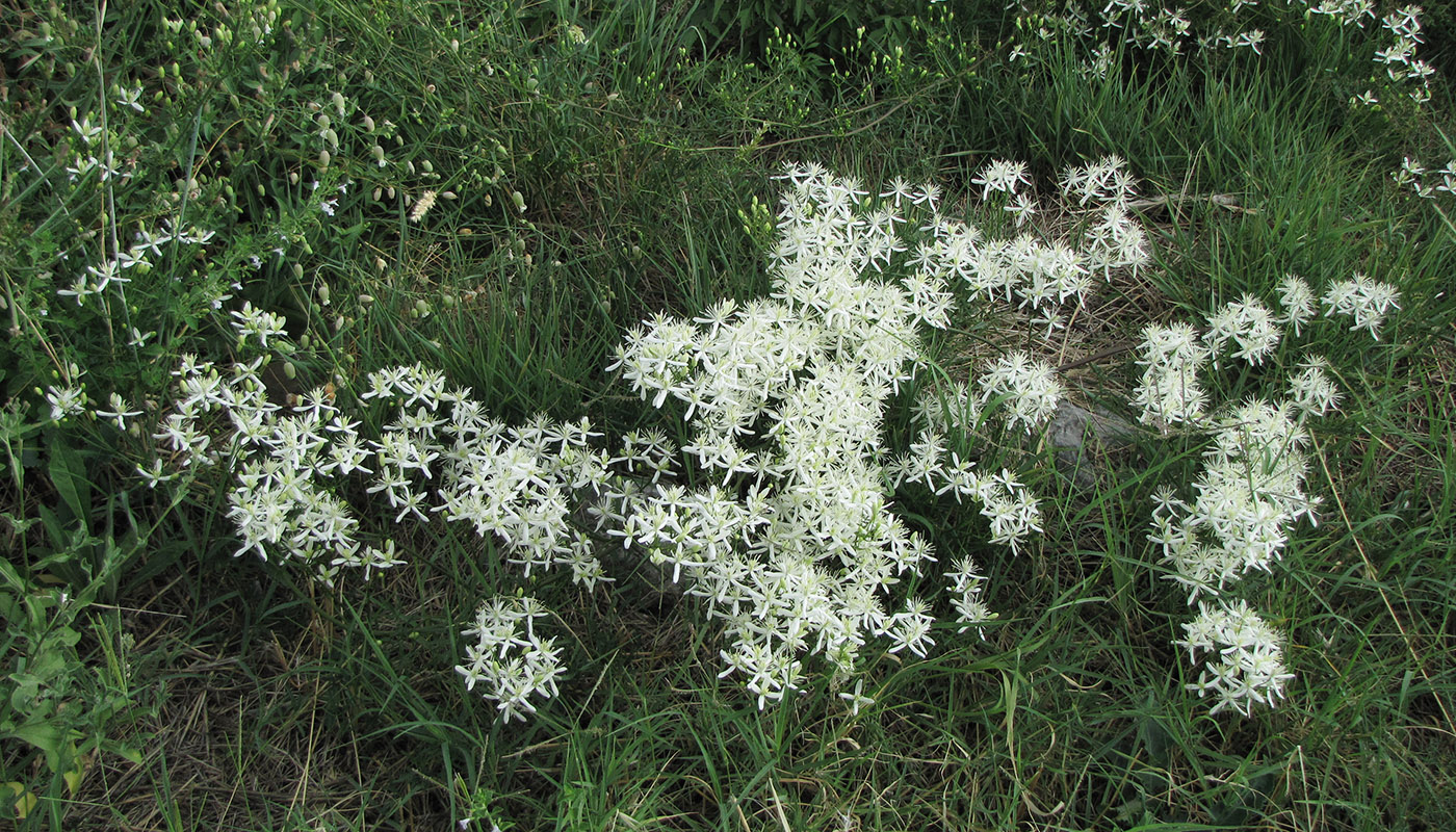 Image of Clematis recta specimen.