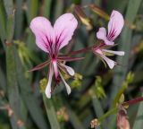 Pelargonium tetragonum