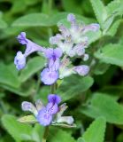 Nepeta mussinii