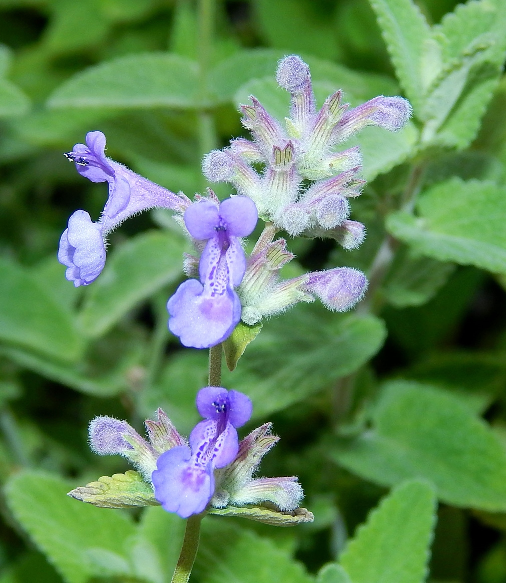 Изображение особи Nepeta mussinii.