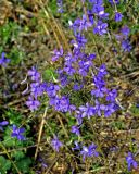 Delphinium consolida. Верхушка цветущего растения. Московская обл., гор. округ Озёры, окр. с. Клишино, скошенное поле. 15.09.2019.