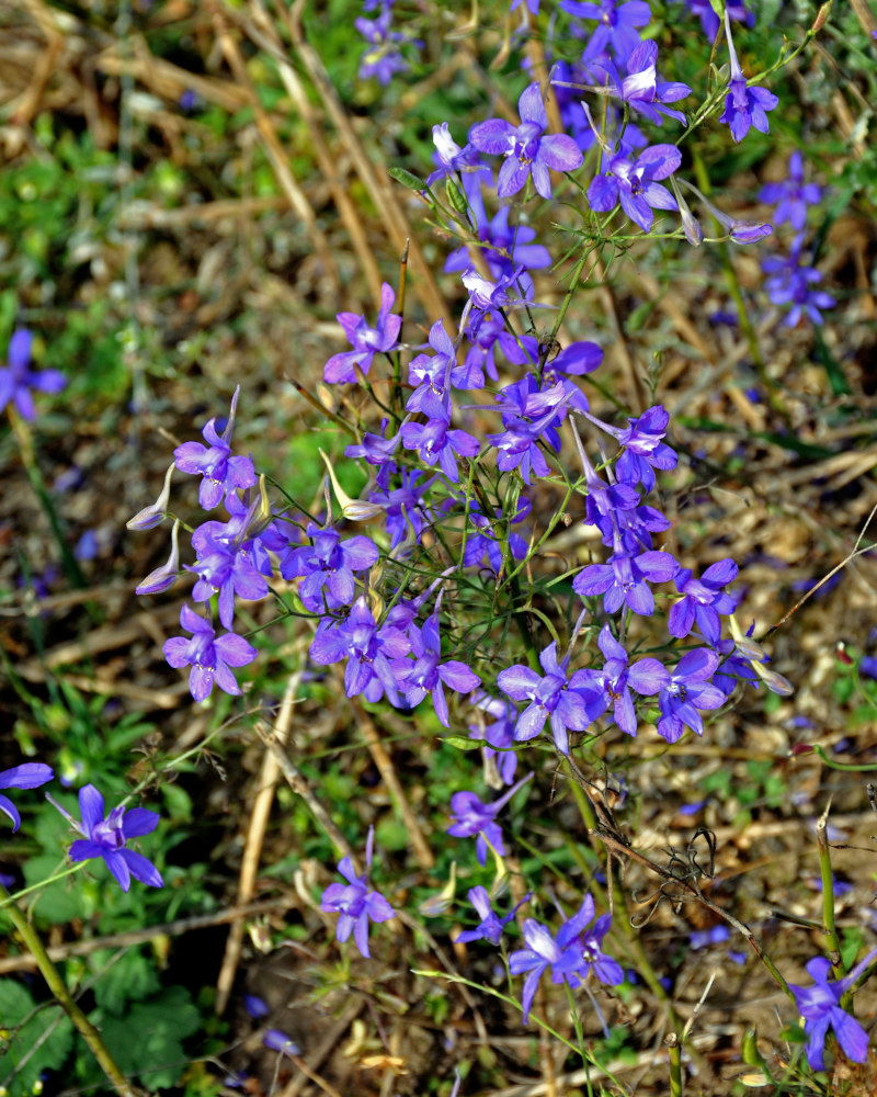 Image of Delphinium consolida specimen.