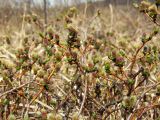 Salix fuscescens. Верхушки цветущего растения. Магаданская обл., окр. г. Магадан, нижнее течение р. Магаданка, долинный увлажненный ивняк. 04.06.2018.