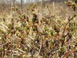 Salix fuscescens